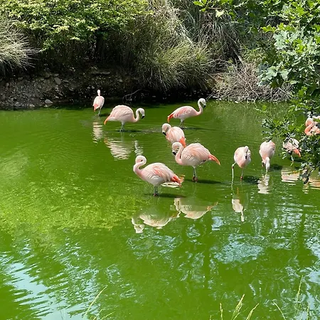 Touraco, Clim, Balneo, Terrasse - Parc Des Oiseaux Villars-les-Dombes